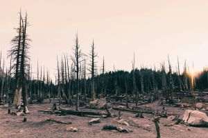 Sudul României, în pericol: deşertificarea avansează rapid